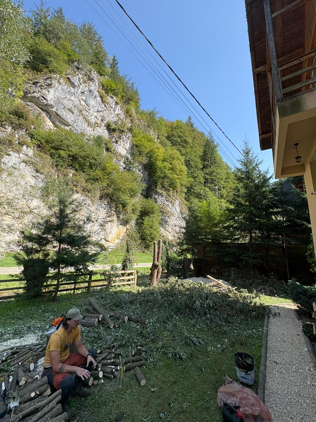 Toaletare/tăiere arbori - After