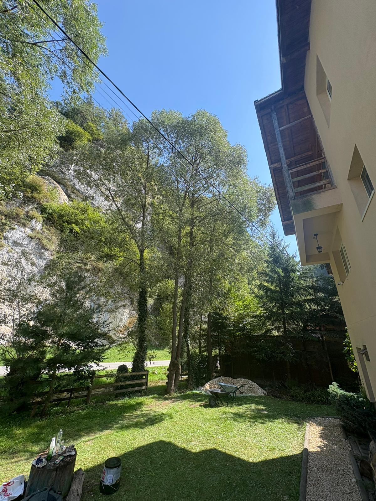 Toaletare/tăiere arbori - Before