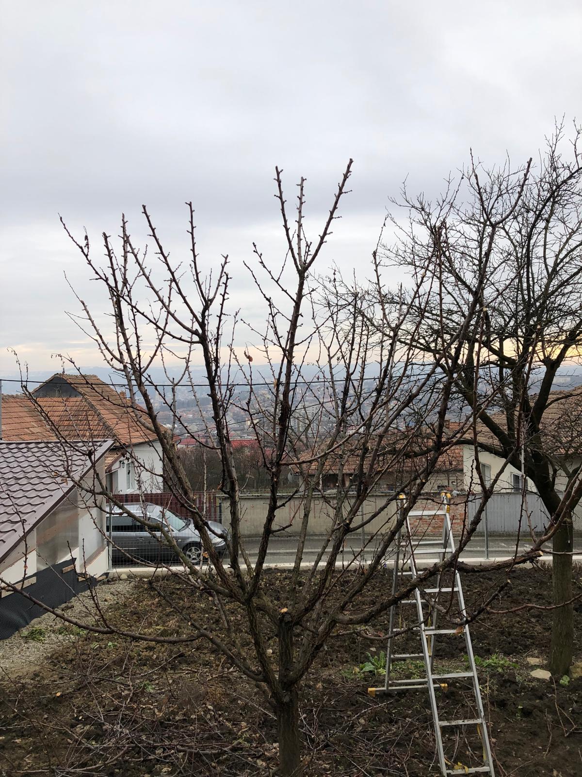 Toaletare/tăiere pomi fructiferi - After