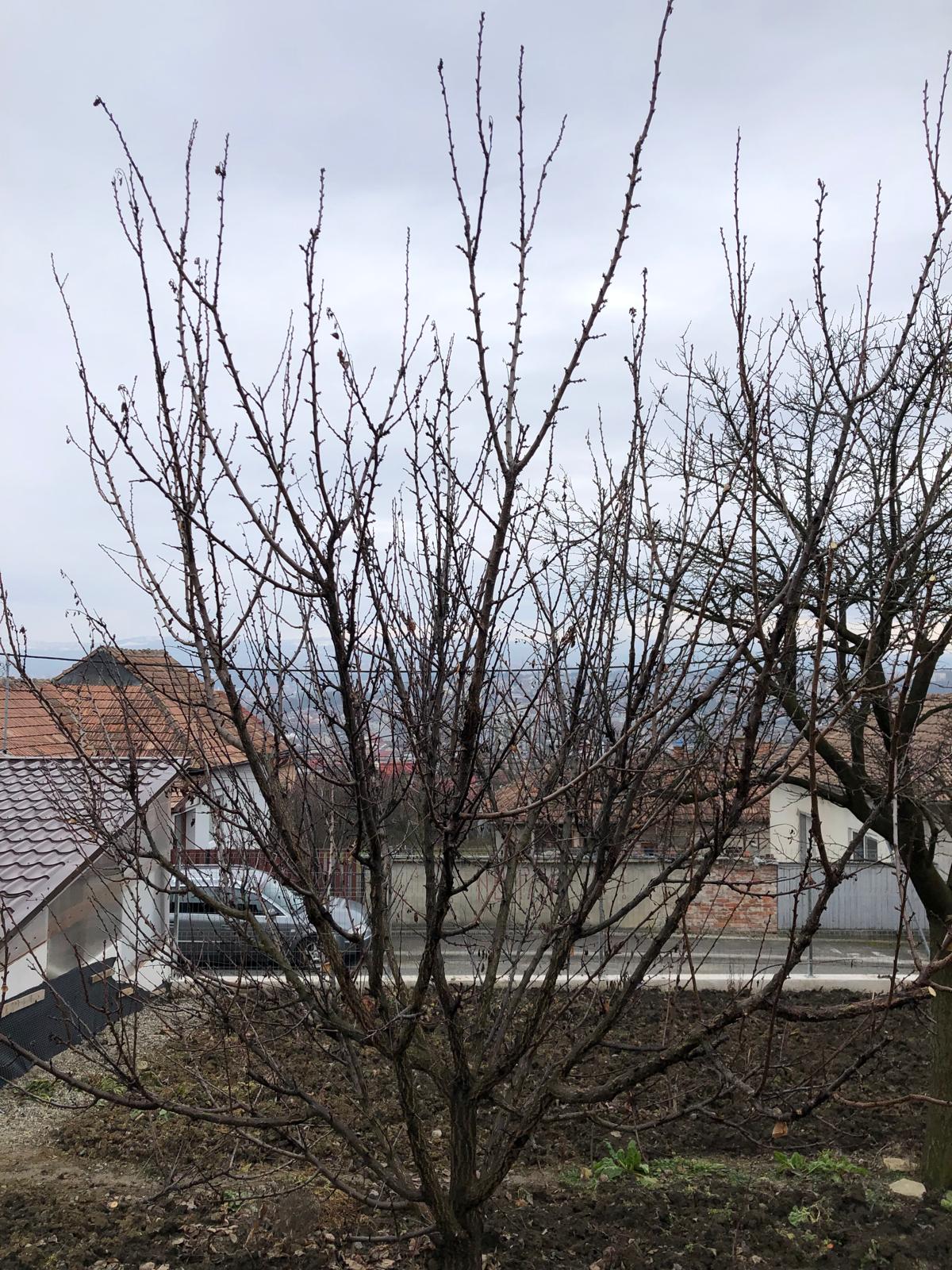 Toaletare/tăiere pomi fructiferi - Before